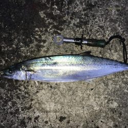 自作ジクの実験