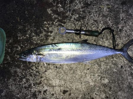 自作ジクの実験