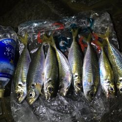 アジ釣り