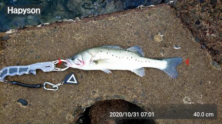 星スズキですかねぇ？