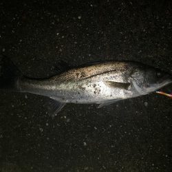 夜練釣行