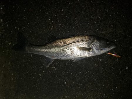 夜練釣行