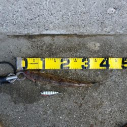 朝一のプチsalt water game