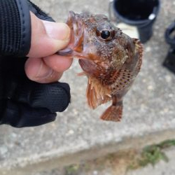 今日はアジ釣れない