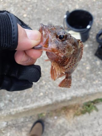 今日はアジ釣れない