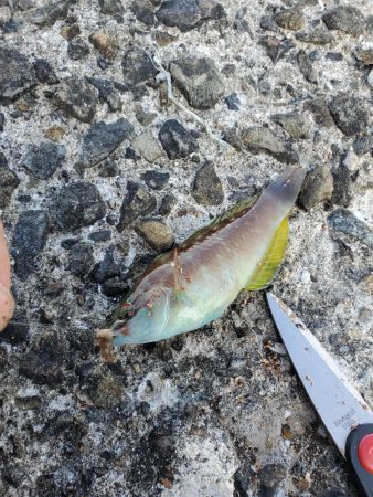 明石一文字で10目