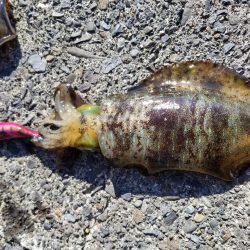 今日もチビアオリと戯れる