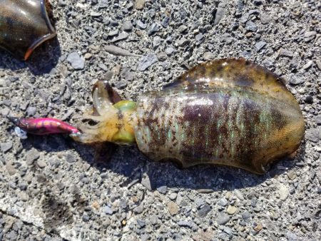 今日もチビアオリと戯れる