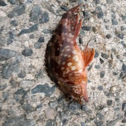 アジはどこですか?