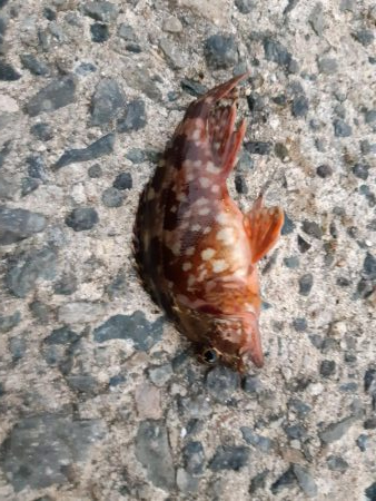 アジはどこですか?