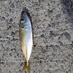 今日もアジング