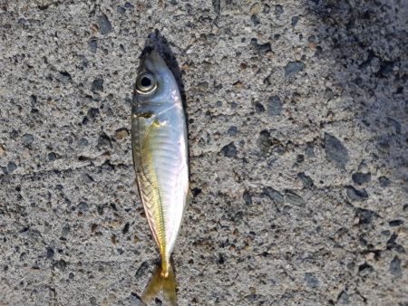 今日もアジング