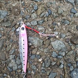 サゴシ連発‼️