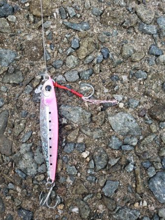 サゴシ連発‼️