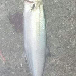 サゴッシング２