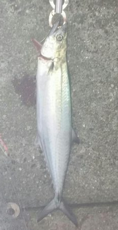 サゴッシング２