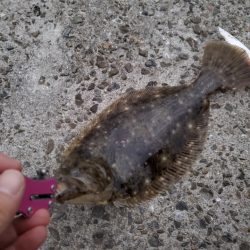 こんなん釣れました