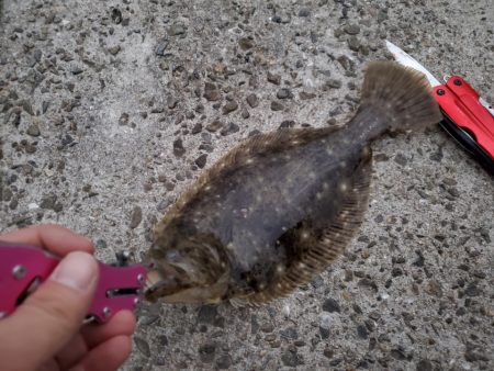 こんなん釣れました