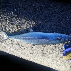 なんとか釣れました