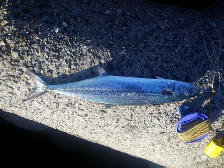 なんとか釣れました