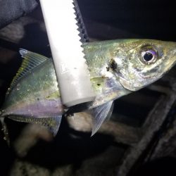 ジグ単アジング