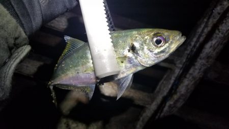 ジグ単アジング