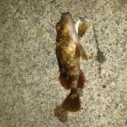 やっと入れました!