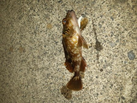 やっと入れました!