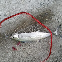 早朝プチsalt water game!