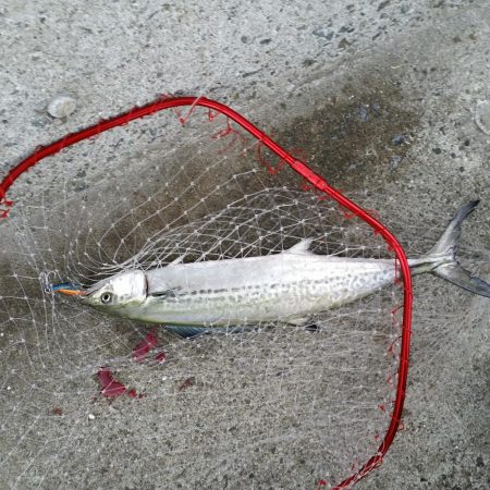 早朝プチsalt water game!