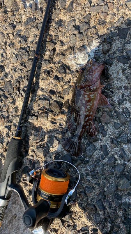 ジグ単ライトゲーム！こまいなぁ…