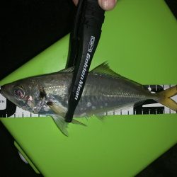 アジングからの〜ショアジギ