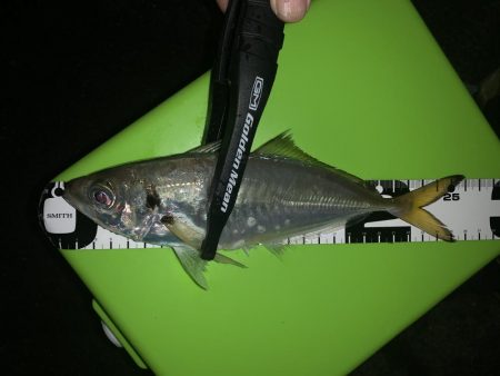 アジングからの〜ショアジギ