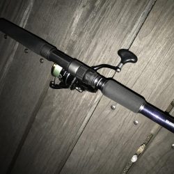 今季初青物GET。