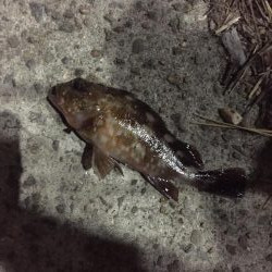 ヒイカ調査３ &アジング