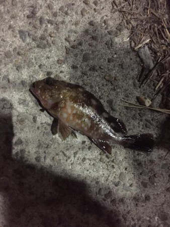 ヒイカ調査３ &アジング