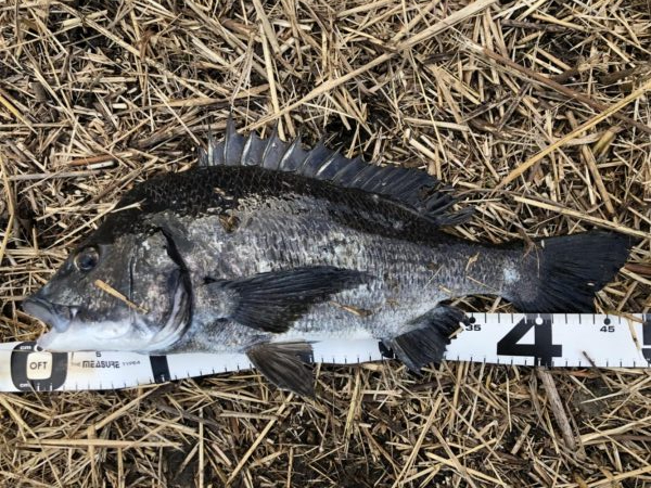 イチノ兄弟、釣果!