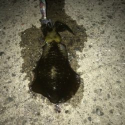 久々のフィッシング。