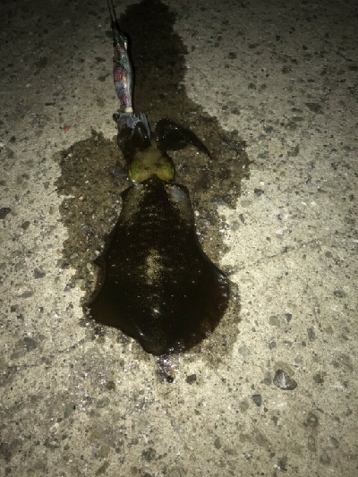 久々のフィッシング。