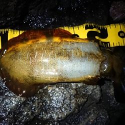 朝マズメ狙いエギング