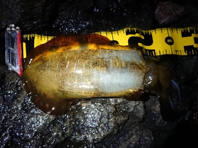 朝マズメ狙いエギング