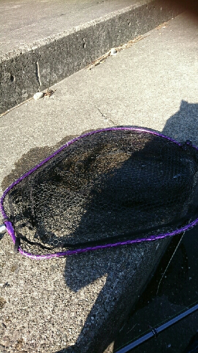 あっヤエンロッド&リール忘れた‼