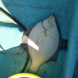 サビキ釣り撃沈