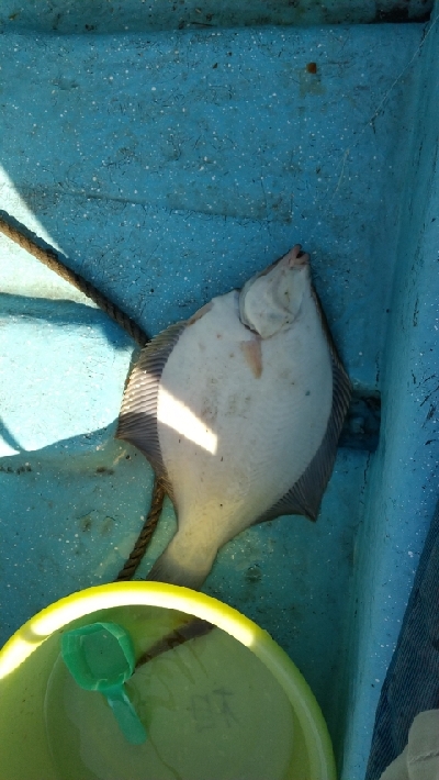 サビキ釣り撃沈
