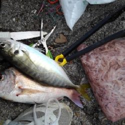 11/23釣果真鯛尺アジヘダイ