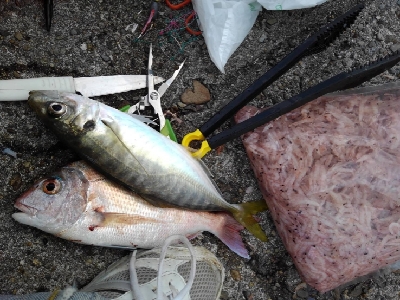 11/23釣果真鯛尺アジヘダイ