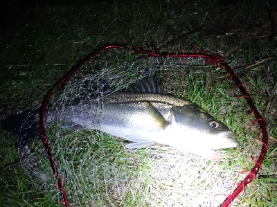 朝マズメボイル打ち