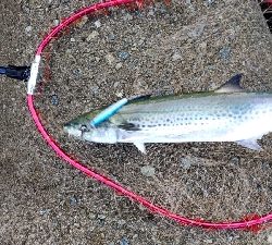 ハマチや〜い！