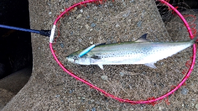 ハマチや〜い！