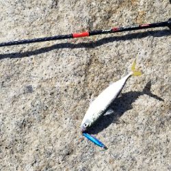 淀川でサバラッシュ